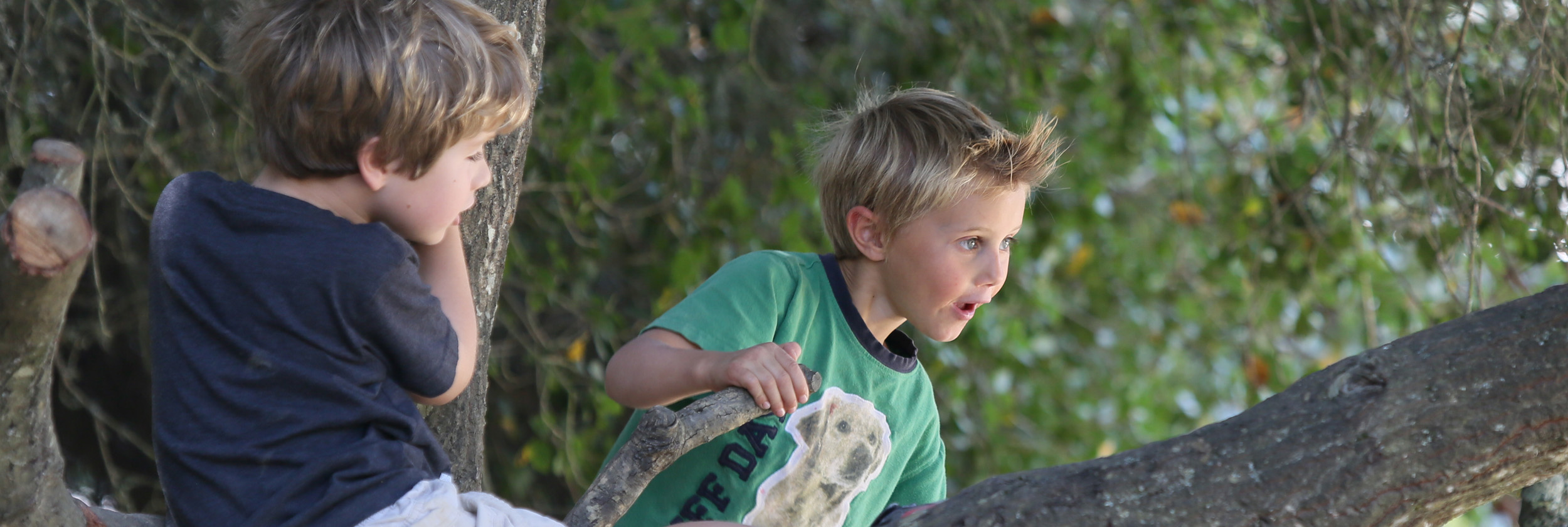 boys-in-tree