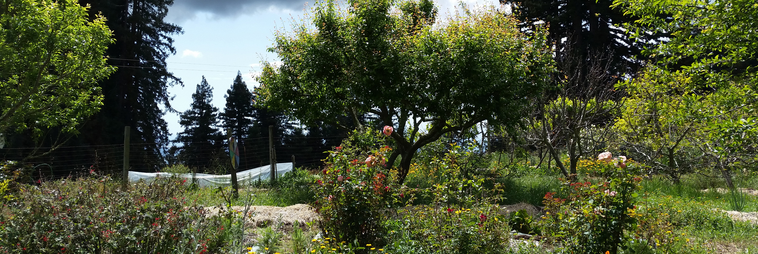 garden view